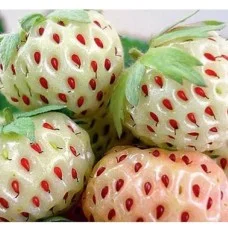 Aedmaasikas Pineberry Snow White